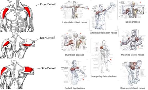 exercises tips for a complete shoulder workout fitness workouts and exercises