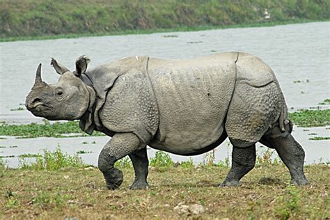 Download now taman nasional lore lindu keajaiban dunia dan surga flora. 60 Gambar Hewan (Gajah, Badak, dan Jerapah) ~ Ayeey.com