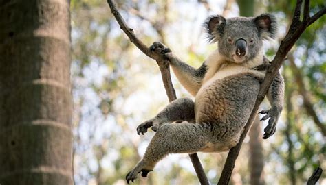 I M Ready For Action Koala Snapped In Seductive Pose Goes Viral