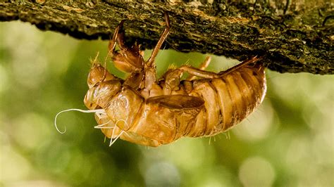 Cicada mania is dedicated to teaching you about cicada insects, their life cycle & life span, how they make their sound, what they eat and what eats them, and when they'll next arrive. Forget the murder hornets, Cicadas are coming! - Page 2 ...