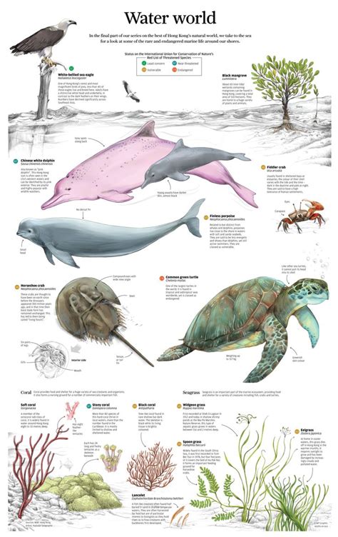 18 Best Endangered Marine Life Images On Pinterest