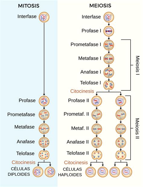 Comparación Entre La Mitosis Y La Meiosis Labster Theory