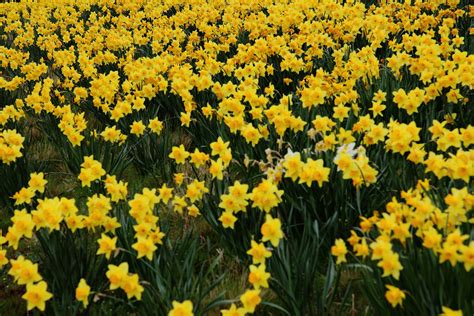 Daffodil Flower Daffodils Field Wallpaper