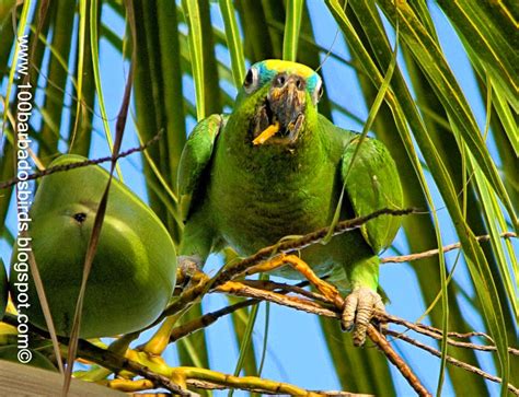 Birds Of Barbados Birds In Barbados Residents Amazona Parrots By Dr