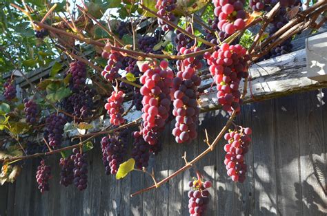 How To Grow Grapes In Your Backyard