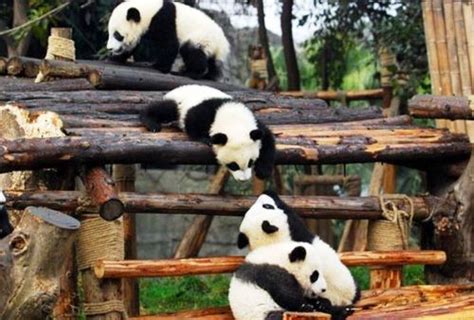 63 Sichuan Giant Panda Sanctuaries China Panda Bear Panda Giant Panda
