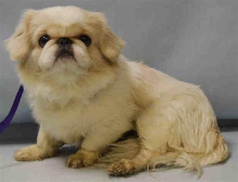 When he died, his family once fitz got comfortable, he also decided i was his person and didn't want brodie anywhere near me. Adopt Snowflake (ADOPTED) on | Pekingese dogs, Pekingese ...