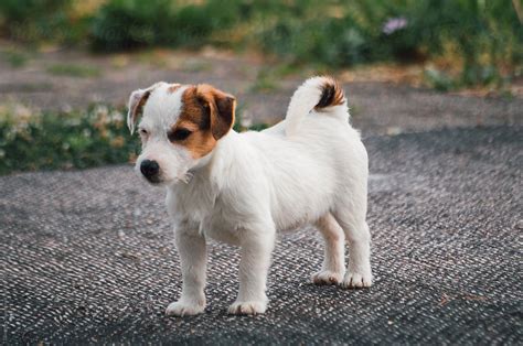 Cute Jack Russell Terrier Puppy In The Yard Stocksy United