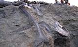 Girl Finds Dinosaur Fossil Photos