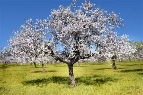 Where Do Almonds Grow Top Facts And Tips