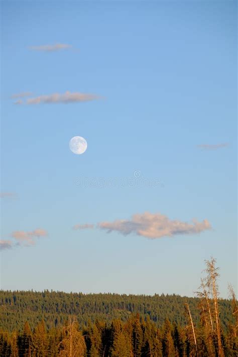 Moon Rising Over The Forest Stock Photo Image Of Black Nature 57599300