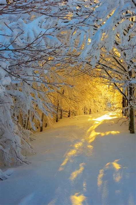 Sunrise In The Snowy Woods By Roberto Melotti Favorite Photoz