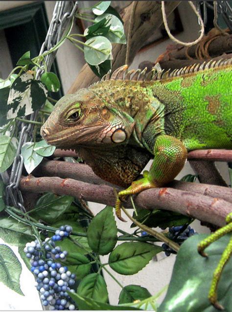 Iguanas are not a good pet for beginners because it requires a lot of knowledge, skill, and patience. 11 Things to Consider Before Adopting a Pet Green Iguana ...