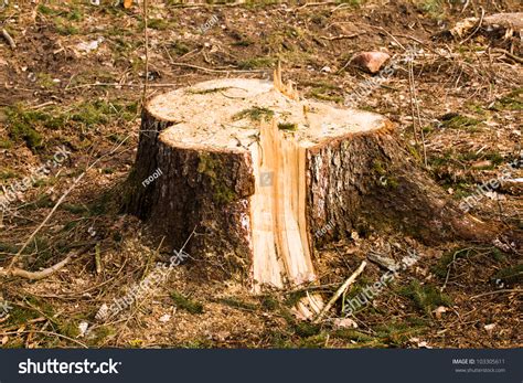 Tree Stub Deforestation Stock Photo 103305611 Shutterstock