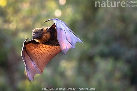Nature Picture Library Grey Headed Flying Fox Pteropus Poliocephalus