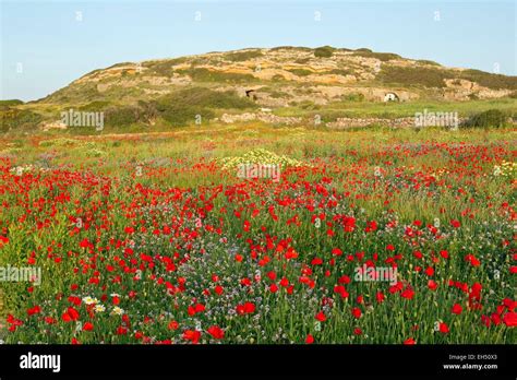 Flowery Prairie Hi Res Stock Photography And Images Alamy