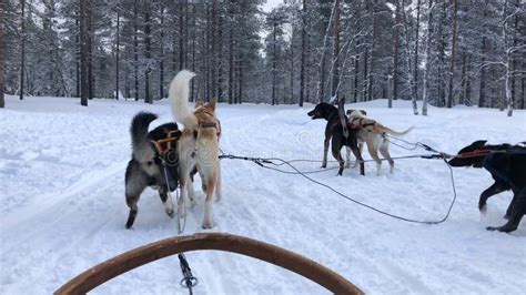 Husky Dog Sledding Tour In Rovaniemi Finland Stock Image Image Of