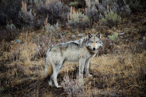 Adventure Travel Photo Of The Day Gray Wolf In Yellowstone