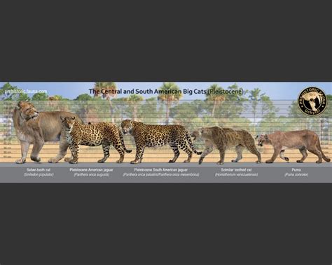 The Central And South American Big Cats Pleistocene