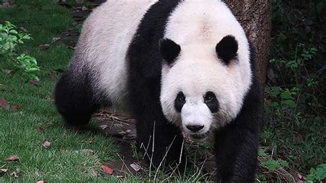 Giant Pandas Are No Longer Listed As Endangered Species Your Daily Dish