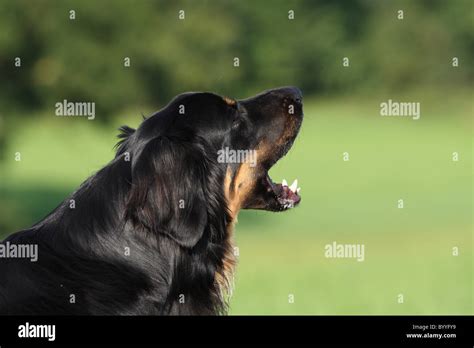 Big Dog Barking Hi Res Stock Photography And Images Alamy