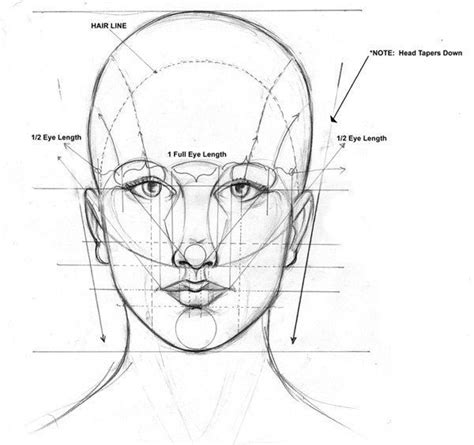 learning to draw a face proportions and a textbook when you learn to draw learn