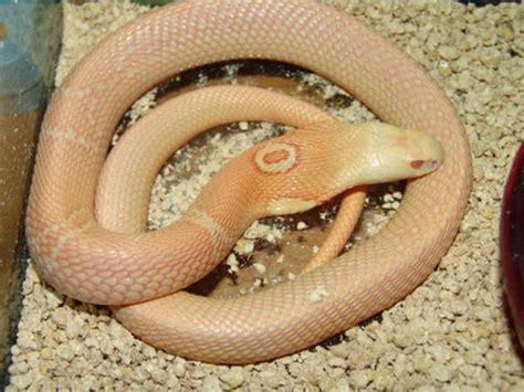 10 Albino Thai Monocled Cobra Naja Kaouthia Viper76 Flickr