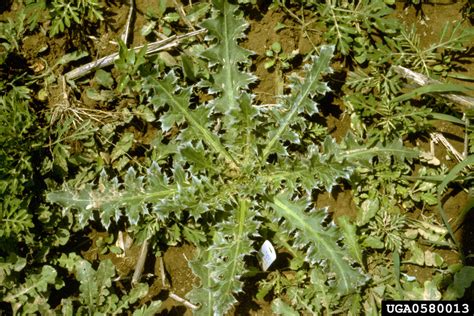 Time For Thistle Control In Pastures Panhandle Agriculture