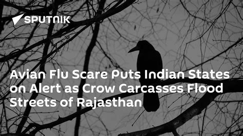 Avian Flu Scare Puts Indian States On Alert As Crow Carcasses Flood Streets Of Rajasthan 0401