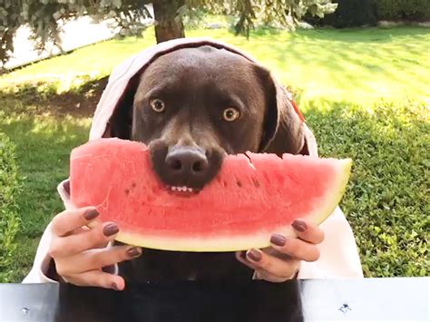 Dogs Eating Watermelon Is The Newest Internet Trend Eating Watermelon