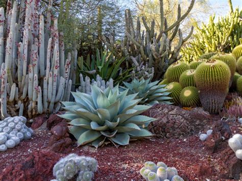 Best Desert Plants For Landscaping Image To U