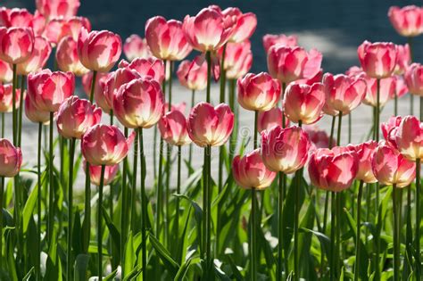 Many Bright Red Tulips Under Spring Sunlight Stock Photo Image Of