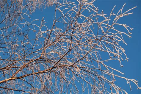 Covered With Hoarfrost Tree Branches Against The Blue Sky In Winter