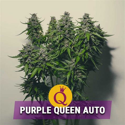 Purple Queen Automatic Sorteninformation