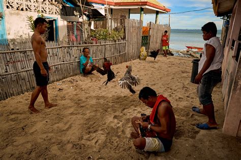 Rooster Kills Officer Christian Bolok In Police Raid In Philippines The New York Times