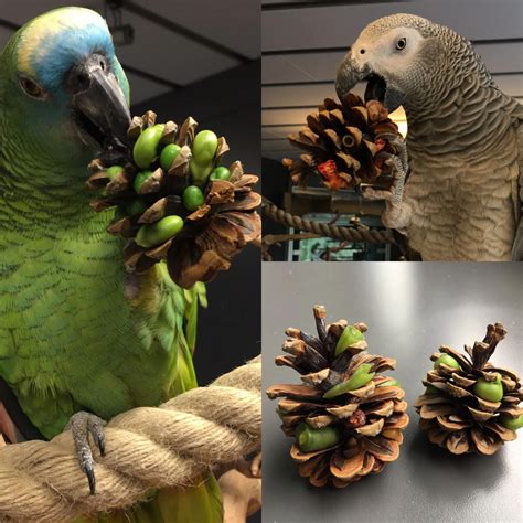 Parrot Foraging Toy Pine Cones Filled With Veggies And Treats