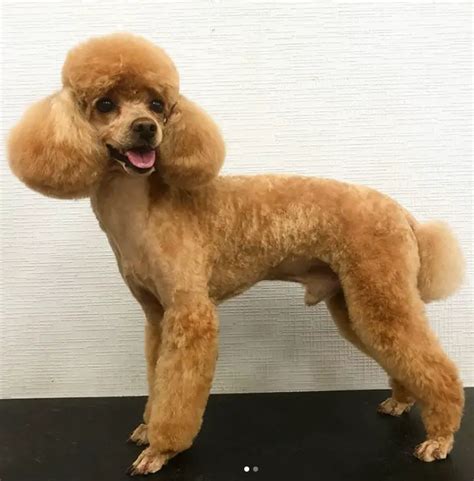 50 Best Poodle Haircuts For Dog Lovers Page 11 The Paws