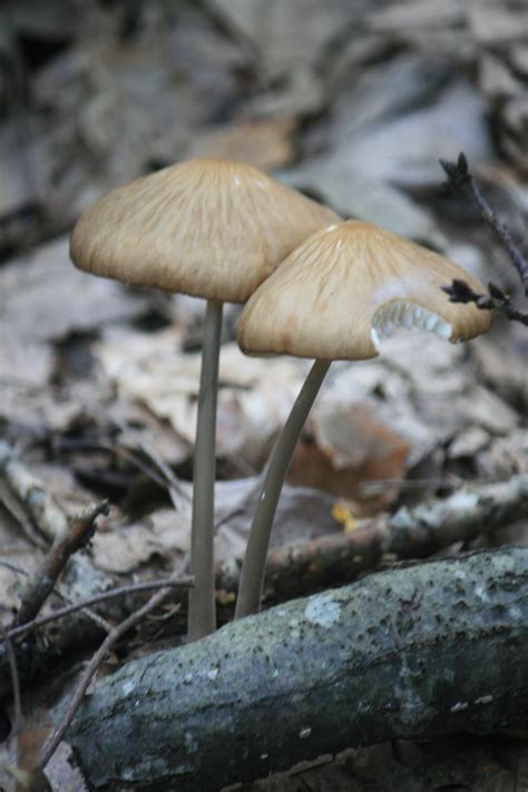 Mushrooms Monongahela National Forest Tucker County West Virginia