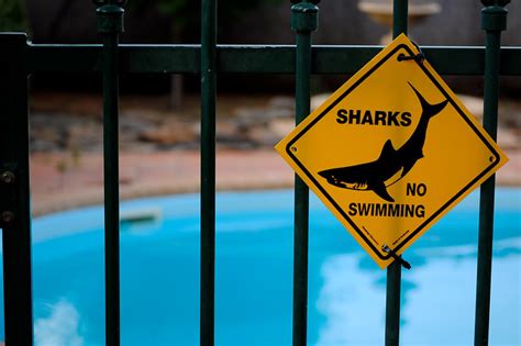 Sharks No Swimming Flickr Photo Sharing