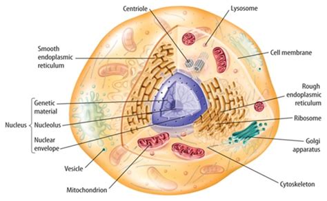 In the labeled animal cell diagram, it is nearly circular in shape and lacks outer cell wall; Animal Cell | Animal Cell Structures | Animal Cell Functions