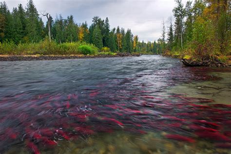Celebrate The Adams River Sockeye Run Pacific Salmon Foundation