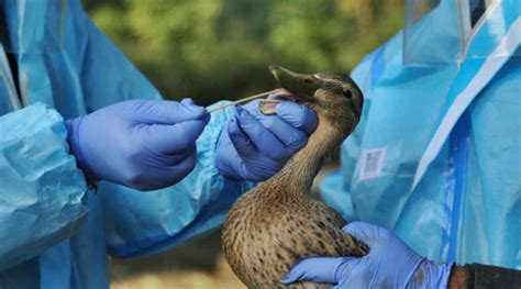 Bird Flu 7 States Infected So Far Results Awaited In Maharashtra