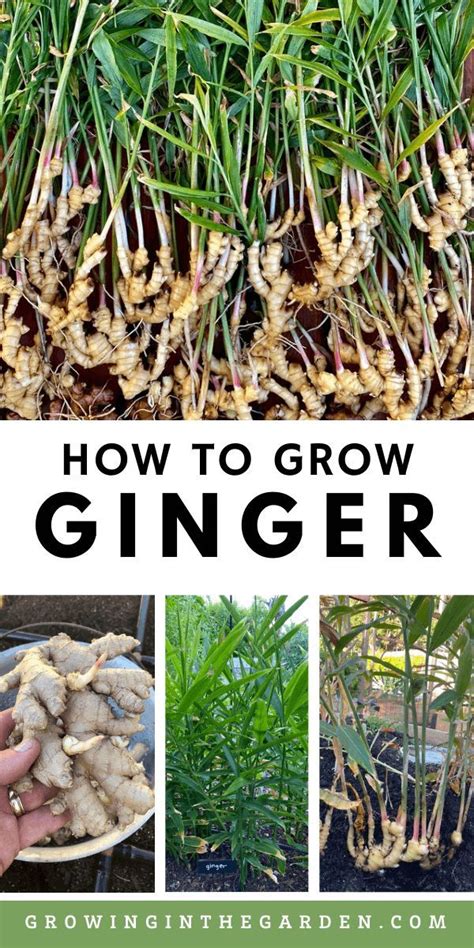 How To Grow Ginger 8 Tips For Growing Ginger Growing In The Garden In 2021 Growing Ginger