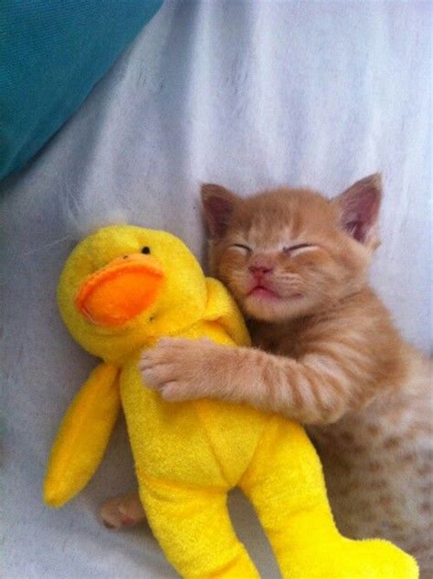 Kitty Holding Stuffed Animal Sleeping Kitten Kittens