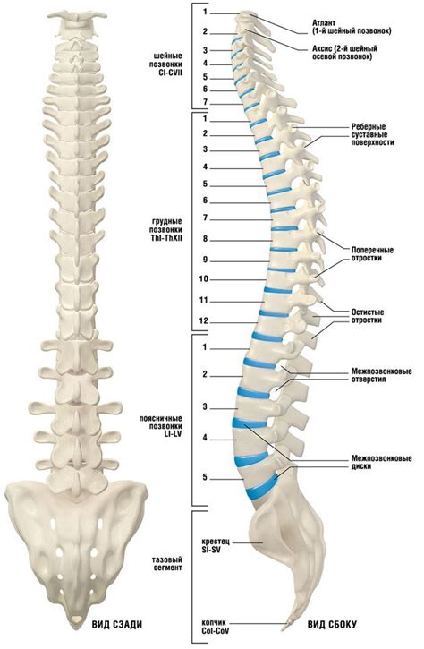 Bones Of The Spine Labeled