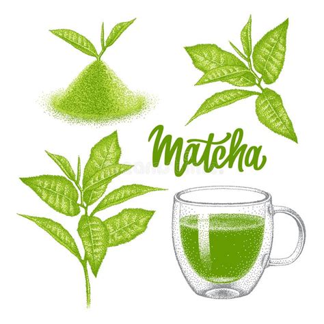Set Of Matcha Green Tea In Glass Double Wall Cup Powder And Leaves Of