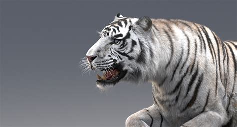 3d White Tiger Animated Fur — Missset