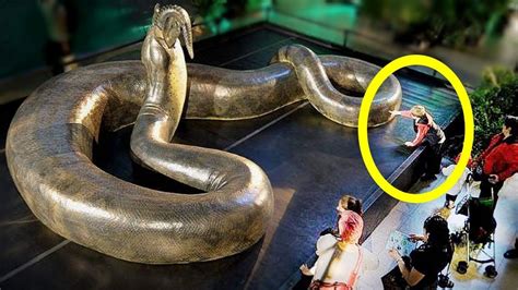 Extinct Giant Snake