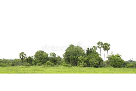 323 High Definition Jungle Stock Photos Free And Royalty Free Stock