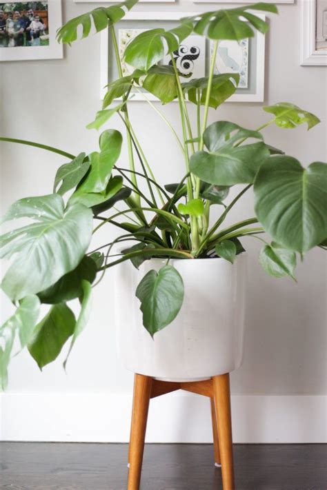 Low Light Plants Monstera Large Indoor Plants Plant Stand Indoor